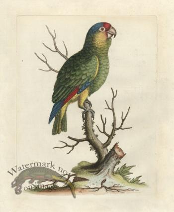 Edwards Parrot 06.jpg